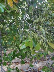 Millettia pinnata