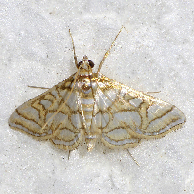 Beautiful Pseudopyrausta