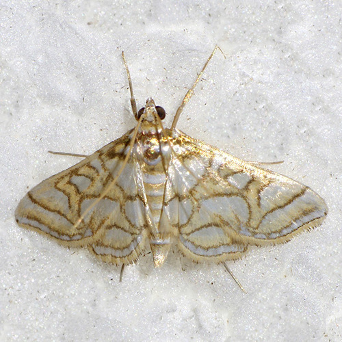 Pseudopyrausta santatalis Barnes & McDunnough, 1914