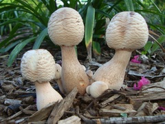 Leucoagaricus americanus