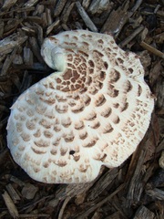 Leucoagaricus americanus