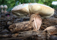 Leucoagaricus americanus