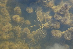 Ceratophyllum submersum