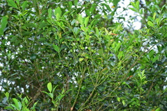 Ilex uraiensis