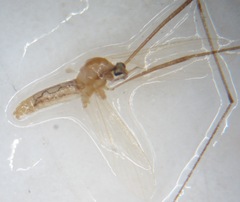 Molophilus pleuralis