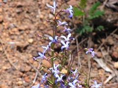 Lobelia gibbosa
