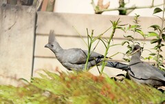 Corythaixoides concolor bechuanae