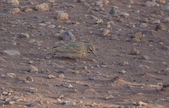 Galerida cristata macrorhyncha