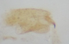 Molophilus pleuralis