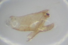 Molophilus pleuralis