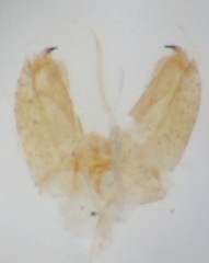 Molophilus pleuralis