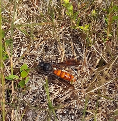 Elaphroptera scoliaeformis