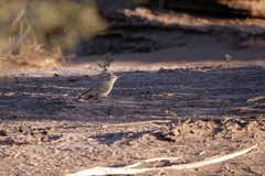 Galerida cristata macrorhyncha