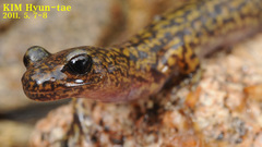 Onychodactylus koreanus