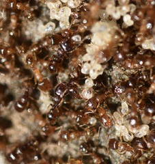 Tetramorium caespitum