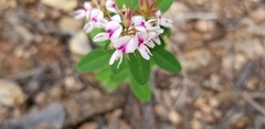 Lespedeza stuevei