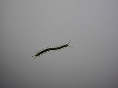Cormocephalus westwoodi