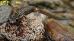 Onychodactylus koreanus