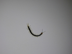 Cormocephalus westwoodi