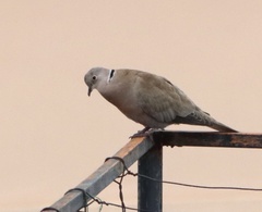 Streptopelia decaocto