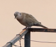 Streptopelia decaocto