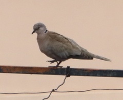 Streptopelia decaocto