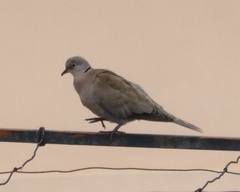Streptopelia decaocto