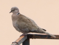 Streptopelia decaocto