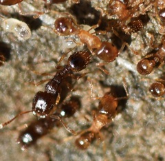 Tetramorium caespitum