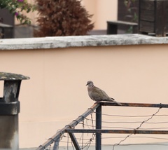 Streptopelia decaocto