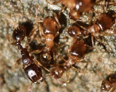 Tetramorium caespitum