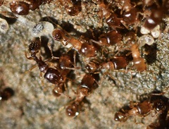 Tetramorium caespitum