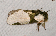 Cecrita florella
