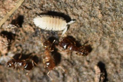 Tetramorium caespitum