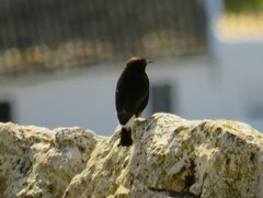 Oenanthe leucura