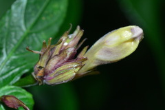 Strobilanthes pentastemonoides