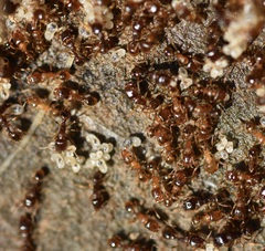 Tetramorium caespitum