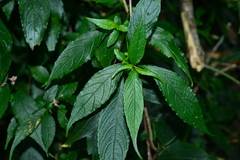 Strobilanthes pentastemonoides