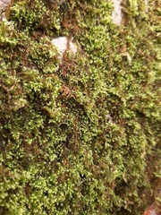 Ctenidium