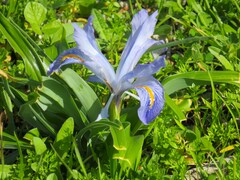 Iris planifolia