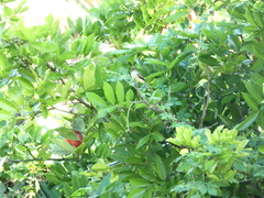 Myiarchus barbirostris