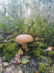 Boletus edulis