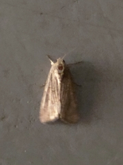 Spodoptera cilium