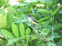 Myiarchus barbirostris