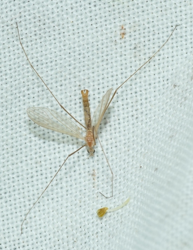 Erioptera verralli