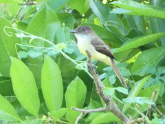 Myiarchus barbirostris