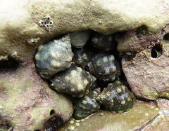 Acanthais brevidentata