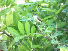 Myiarchus barbirostris