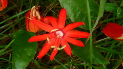 Passiflora coccinea