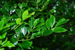 Ilex uraiensis